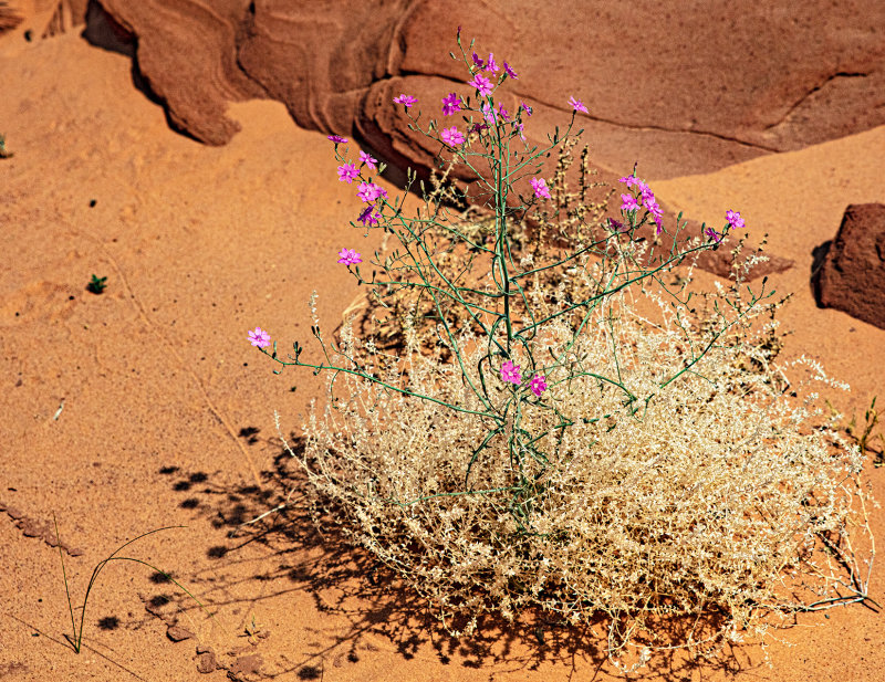 Desert Flower_I6A0659.jpg