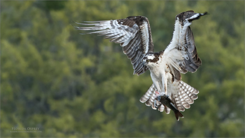 Incoming Osprey with Breakfast