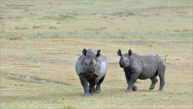 Black rhino family