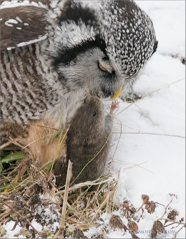 Northern Hawk owl and his Vole