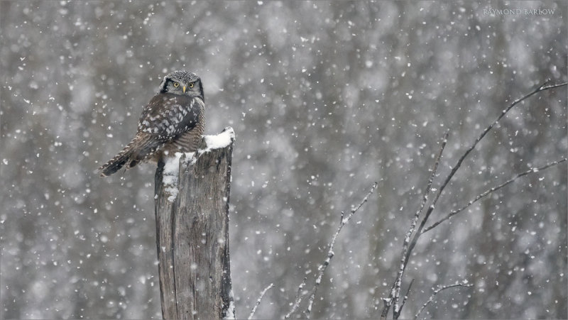 Northern Hawk Owl - Snow Shower
