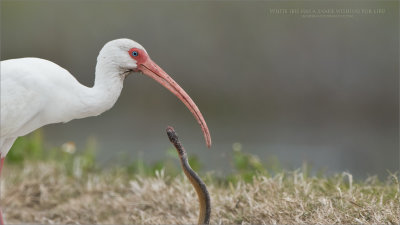 White ibis and a snake