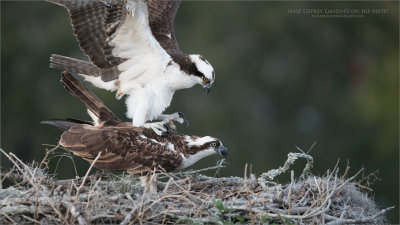 Male Osprey landing on his Mate