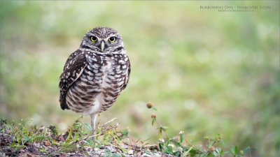 Burrowing Owl - Swarovski Scope