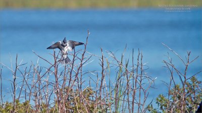 Belted Kingfisher - Swarovski Scope