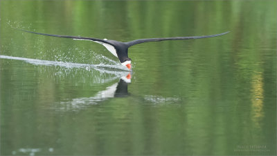 Black Skimmer Catching a drink
