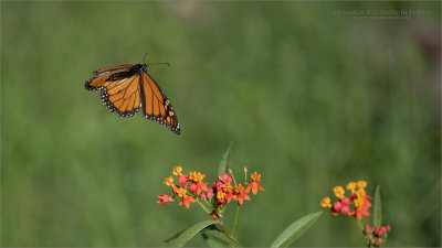 Monarch Butterfly in Flight