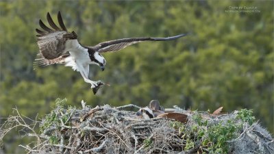 Osprey Male with Dinner