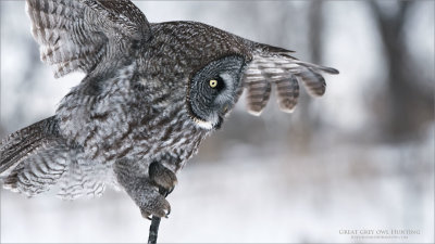 Great grey owl Landing
