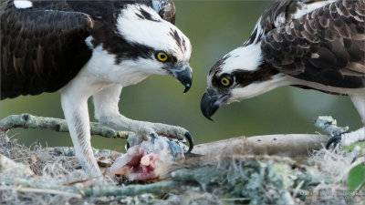 Osprey Family Dinner