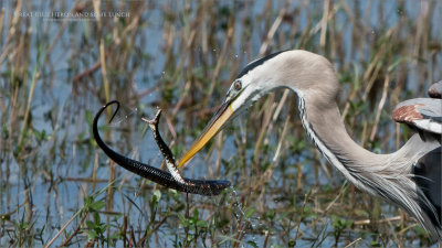 Great Blue Heron with a Snake