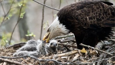 Bald Eagles Nest