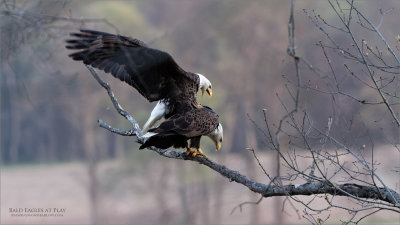 Bald Eagles