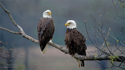 Eagles On Watch