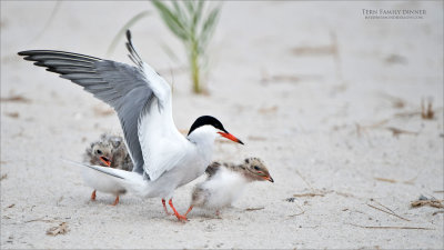 Common Tern feeding her Chicks 