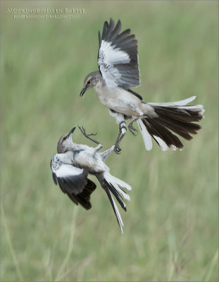 Mockingbirds in Battle