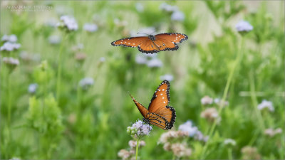 Queen Butterflies