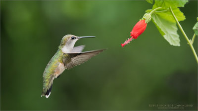 Female Ruby-throated Hummingbird in Flight