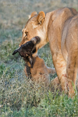 Lion and a wildebeest Dinner