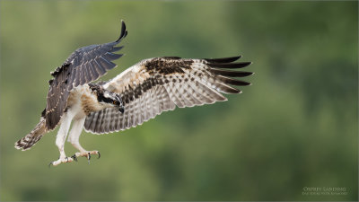 Osprey in Flight