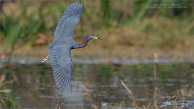 Little blue heron in Flight