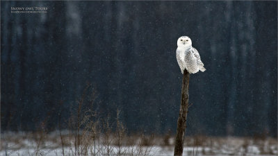 Snowy Owl resting in peace