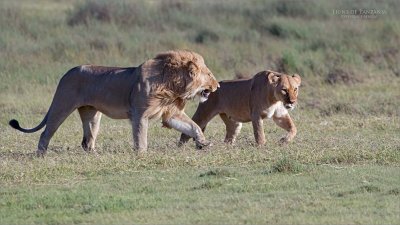 Male and female Lions