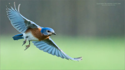 Eastern Bluebird in Flight