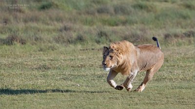 Male Lion on the Run!