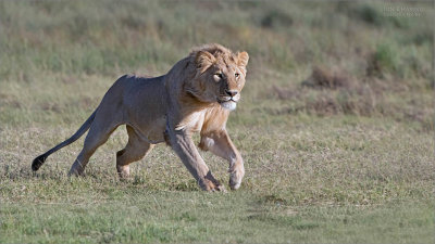 Running Lion