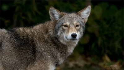 Coyote With that Look!