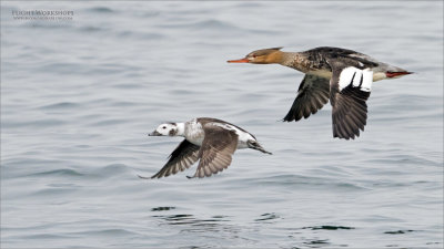 Long tailed and Merganser racing!