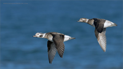 Female Long-tailed ducks in Flight