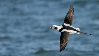Male Long-tailed duck in Flight