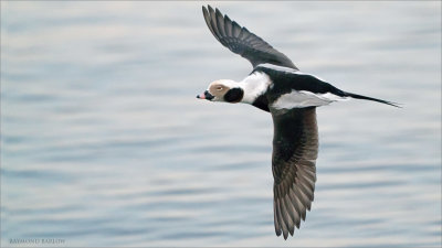 Male Long-tailed duck in Flight