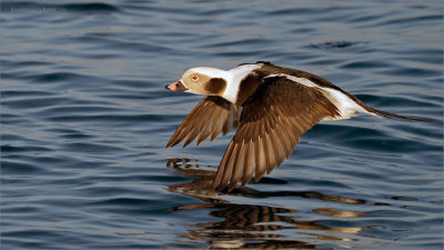 Female Long-tailed Duck in Flight