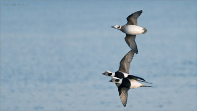 Long-tailed ducks in Flight