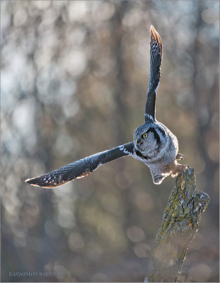 Northern Hawk Owl in Flight 1