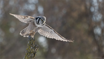 Northern Hawk Owl Lift Off!