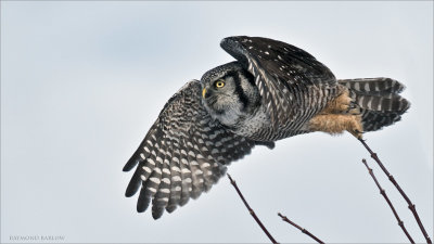 Northern Hawk owl Take Off