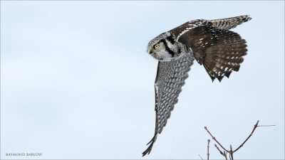 Northern Hawk owl in Flight 4