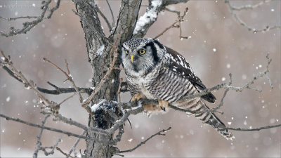 Northern Hawk Owl and the Meal