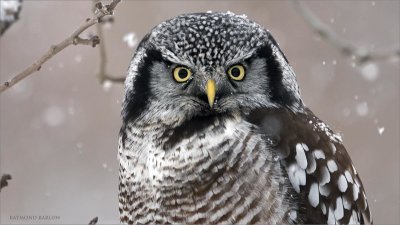 Northern Hawk Owl @ 100% crop