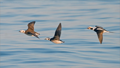 Longtailed Ducks in Flight
