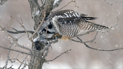 Northern Hawk Owl with Lunch