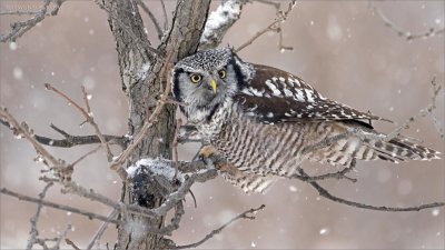Northern Hawk Owl with Frozen Dinner