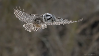 Northern hawk Owl Hovering 1