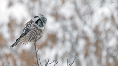 Northern Hawk Owl hunting