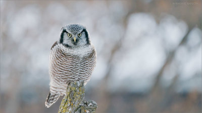 Northern Hawk Owl eye to eye