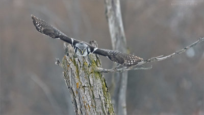 Northern Hawk Owl Lift Off!